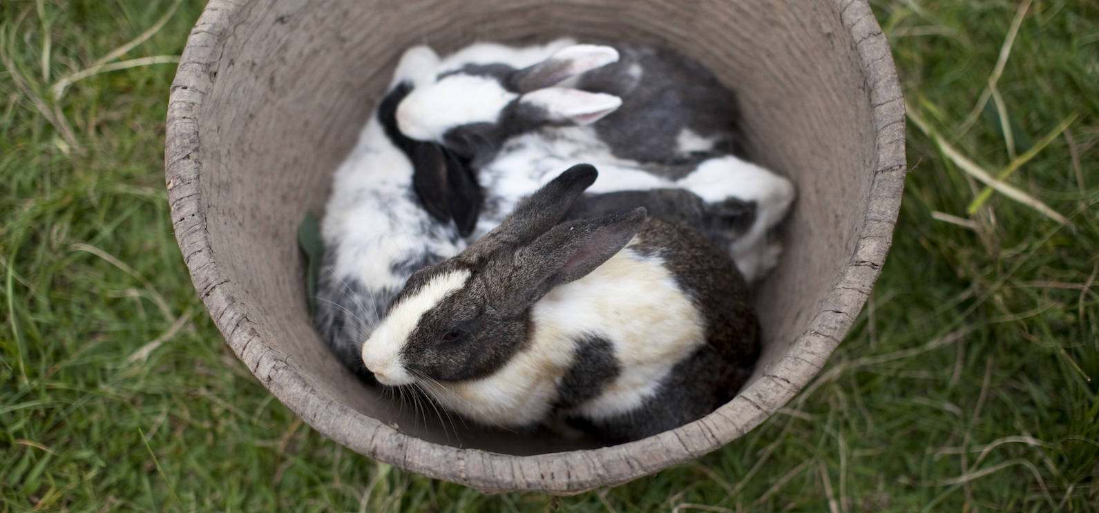 Give a Rabbit CRS Gift Catalog